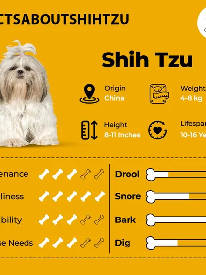For all the Shih Tzu lovers out there. Here are some quick facts about this popular breed, including their maintenance needs, friendliness, and trainability.