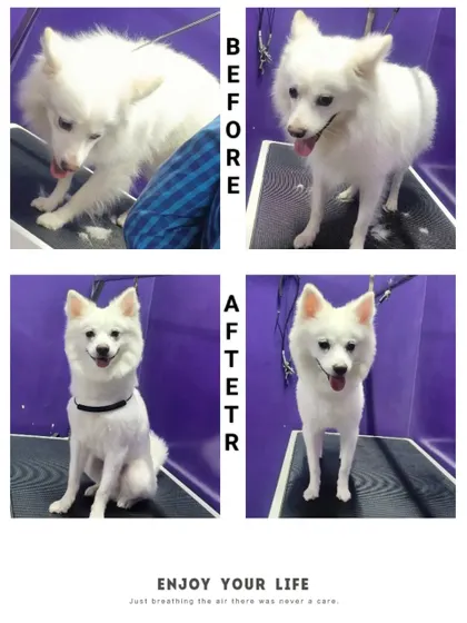 Fluffy the Spitz's before and after. A de-shedding treatment and a trim left him looking sharp and feeling great.