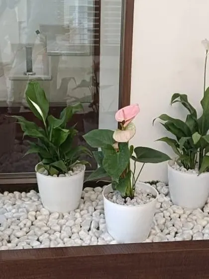 A beautiful indoor window box arrangement. We've used a mix of Anthuriums and Peace Lilies in white pots, set in a bed of white pebbles for a stunning, cohesive display.