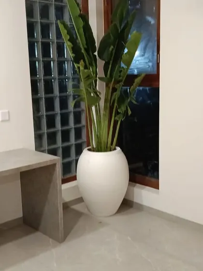 A large Traveler's Palm in a sleek, white egg-shaped planter. This minimalist combination is perfect for a modern office or living space, adding a touch of organic form.