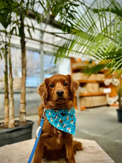 Maverick, a doodle graduate from our 10-Day Training Package. He was a wild little guy, but now he has a great foundation and is much more manageable for his family.
