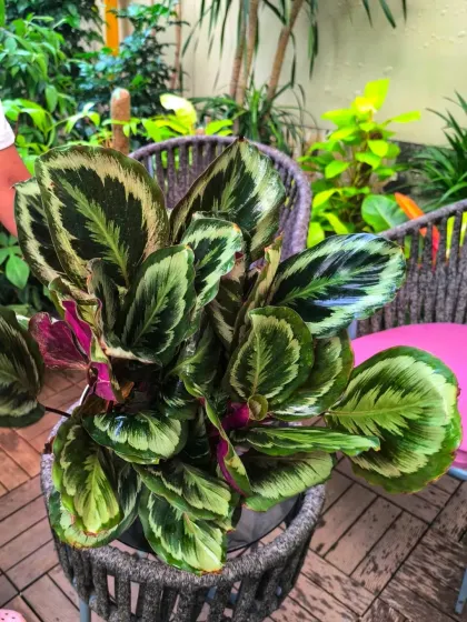 Another beautiful Calathea variety, with its mix of green, cream, and purple tones. These plants are known for their "praying" leaves that move up and down from day to night.