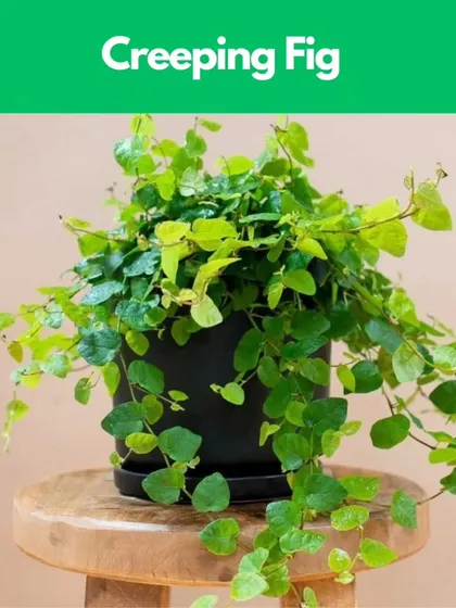 The Creeping Fig is a charming vine with tiny leaves that brings a touch of whimsy to any terrarium. It loves to climb and spread, quickly filling your glass garden with life.