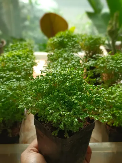 This is the Sanjeevini plant, also known as Selaginella. Its lush, intricate foliage makes it a favorite for terrariums and indoor pots. I select these healthy starter plants for their resilience and the vibrant green they bring to any small space.