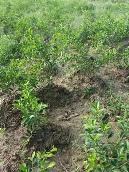 A closer look at young saplings planted for a mini-forest project. This method, known as the Miyawaki technique, helps grow dense, native forests quickly.