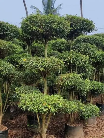 A large stock of topiary trees, shaped and ready for planting.