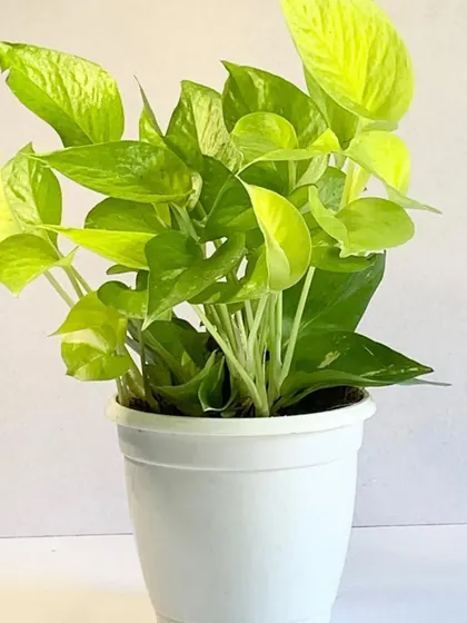 A healthy, vibrant golden pothos in a simple white pot. This is one of the most popular and easy-to-care-for houseplants, making it an excellent choice for anyone starting their plant journey.