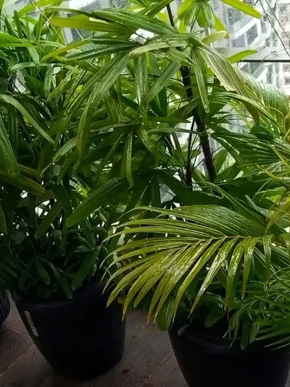 These lush, rain-kissed palms in Goregaon have just received a visit from my Mali service. Regular check-ups are especially important during the monsoon to keep plants in top shape.
