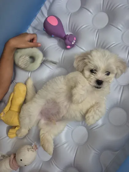 Little Juno, a Maltese puppy, enjoying some playtime with his toys. We prepared him for his in-cabin flight from Delhi to Vietnam, ensuring he was a happy and comfortable travel companion.