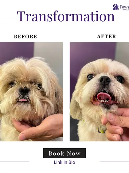 Look at that smile. This before-and-after shows how a simple grooming session, including a dental check and a fresh haircut, can completely change a pet's expression and comfort level.