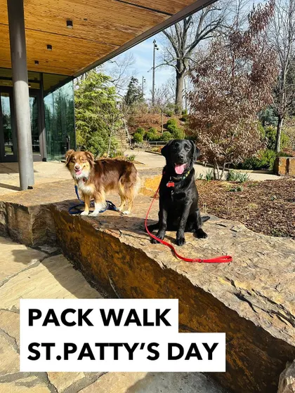 Getting our green on for the St. Patty's Day pack walk! Themed walks are a fun way to add a little extra excitement to our training sessions.