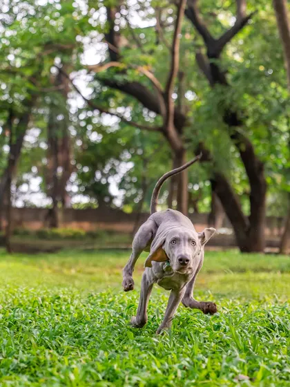 A behind-the-scenes look at Draco the Weimaraner's outdoor shoot, showing the raw, unedited moments of him running and playing.