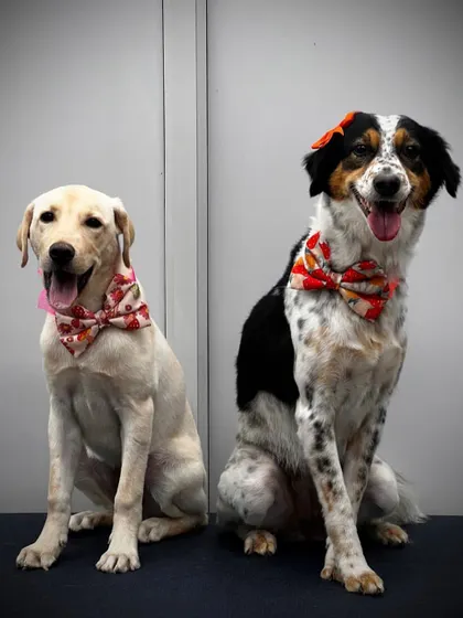 This surrendered lab girl, now named Phoebe, became a #fosterfail! Her foster family fell in love and couldn't let her go. She's pictured here with her sibling Chess after a grooming session.