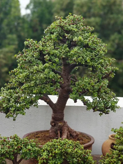 A close-up of a large Jade bonsai, showing its dense foliage and strong trunk. This tree has a commanding presence on my terrace.