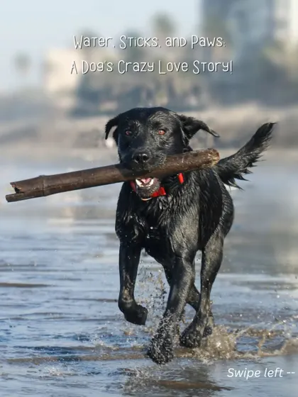 A black Labrador joyfully runs through the water with a large stick in its mouth, the perfect image of a happy dog at play.