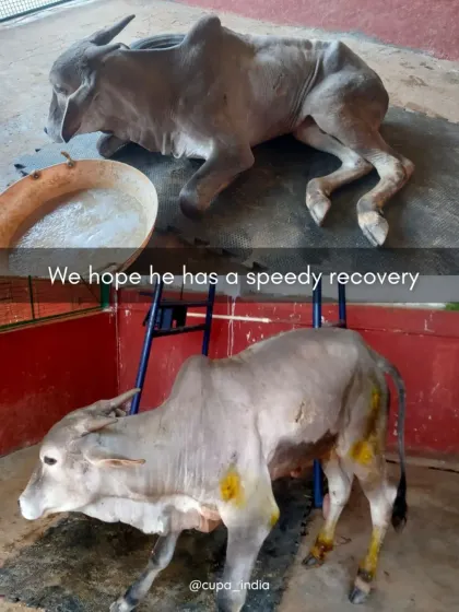A before and after comparison showing Manohar when he first arrived, unable to stand, and now, beginning to put weight on his legs again. We hope for his speedy recovery.