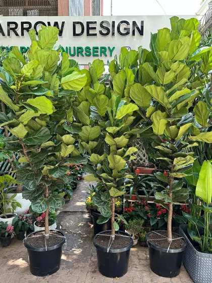 The Fiddle Leaf Fig, or Ficus Lyrata, is a design icon. I source healthy, tall specimens that are ready to become the centerpiece of any bright room, providing a bold and stylish green statement.