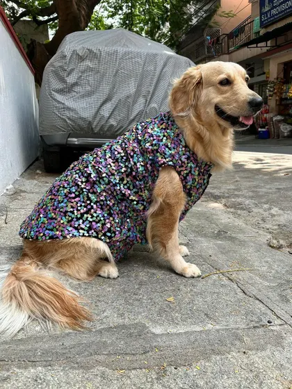 Another lovely shot of this handsome boy in his party wear. I can create similar sequin or festive designs for any pet, big or small, for any celebration you have in mind.