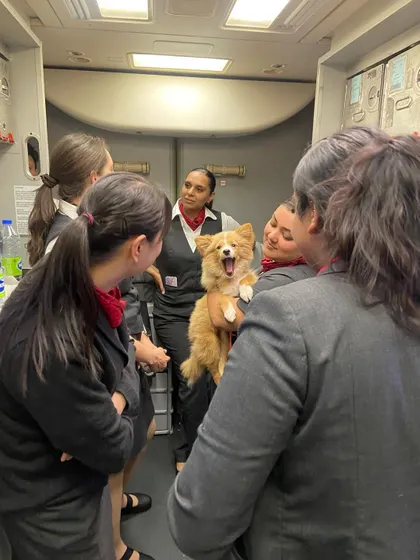 This is Teddy, a little traveler who won over the entire flight crew on his way to Canada. We focus on extensive socialization so pets feel comfortable and confident around new people and in new environments, making the journey a happy memory instead of a stressful event.