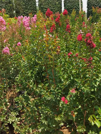 A hedge of Crepe Myrtle (Lagerstroemia) with beautiful red and pink flowers. These shrubs and small trees provide wonderful summer color.