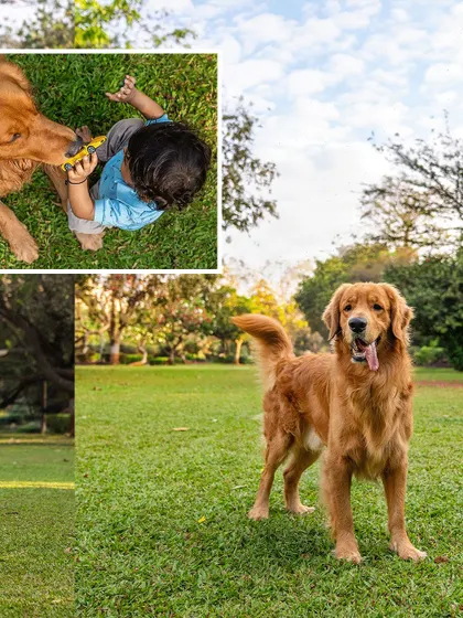 A collage from an outdoor family shoot, showing a golden retriever standing proudly and a toddler playing with it on the grass.