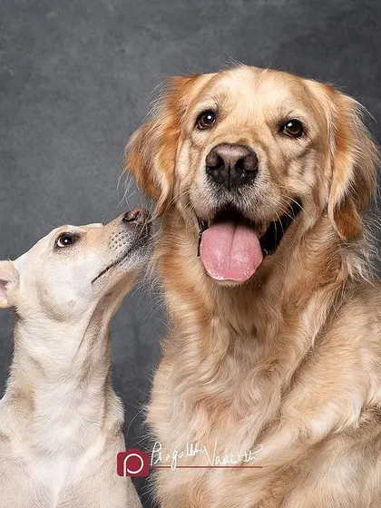 A heartwarming studio portrait of an indie dog and a Golden Retriever sibling. The indie's adoring gaze towards her big brother tells a beautiful story of their bond, all captured against a classic painted backdrop.