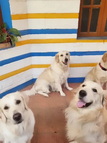 More of the Golden gang. They love posing for the camera and showing off their happy smiles.