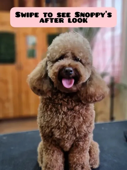 Snoopy's after look. With patience and quick, calm sessions, we can turn even the most energetic pup into a well-groomed gentleman.