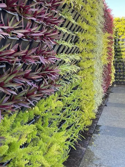 You can create beautiful patterns with vertical gardens. This installation uses rows of different colored plants, including purple Rhoeo and green Asparagus Fern, to create a striking visual effect on a large exterior wall.