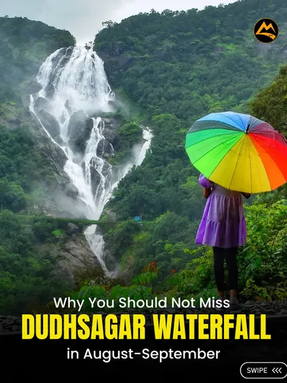 Ever seen a waterfall so massive it's called the "Sea of Milk"? This is the Dudhsagar waterfall during peak monsoon, a sight you have to see to believe. It's one of our most epic weekend treks.