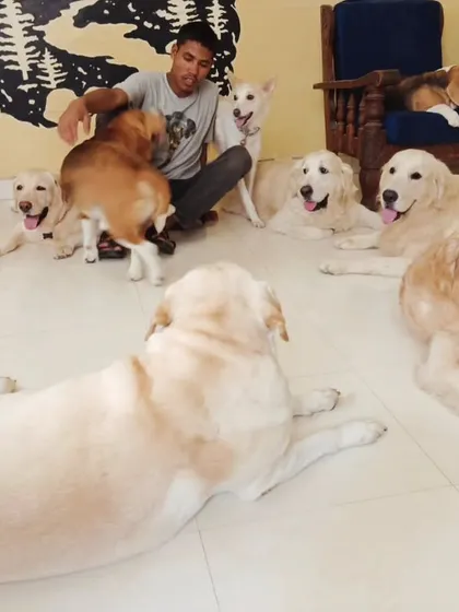 A room full of Golden Retrievers and other friends, all relaxed and happy.
