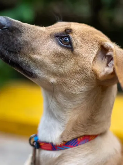 A profile shot of Kadhali against a bright background, highlighting her sleek coat and attentive posture. Even in a simple setting, her personality shines.