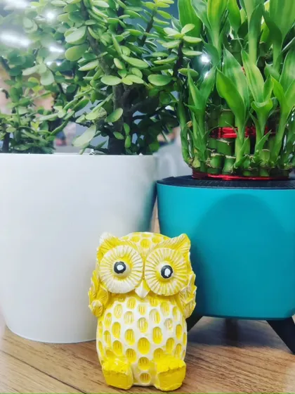 We also stock small decorative items like this cute yellow owl figurine, perfect for adding a bit of personality to your potted plants.