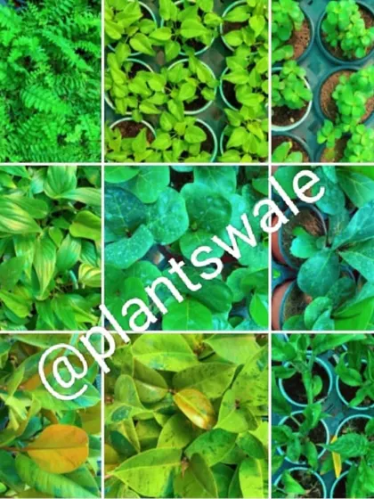 A celebration of green. This collage shows the incredible diversity of foliage textures and shades of green available at our nursery.