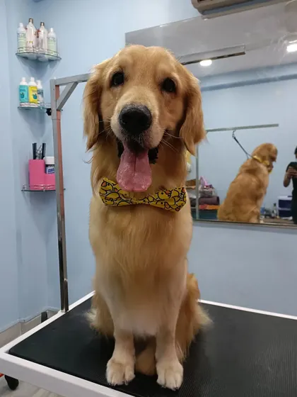 Musky the Golden Retriever, looking very handsome and proud after his groom.