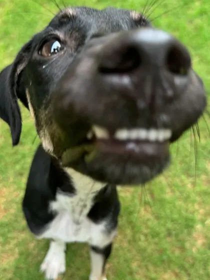 The adorable face of Kishmish, a 5-month-old Indie pup in our residency program. We're working on her separation anxiety and stubborn streak.