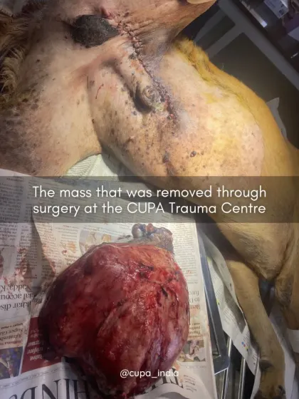 The mass was successfully removed through surgery at our Trauma Centre. The post-op image shows the incision site and the excised tumor.