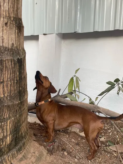 This curious Dachshund is checking out a tree in the yard. We provide a stimulating environment for dogs to explore safely.