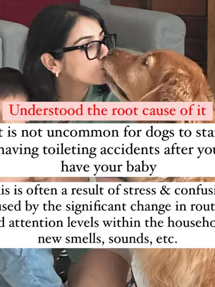 First, I understood the root cause. Toileting accidents after a major life change are often due to stress and a disrupted routine, not spite. Recognizing this is the first step to solving the problem with empathy.