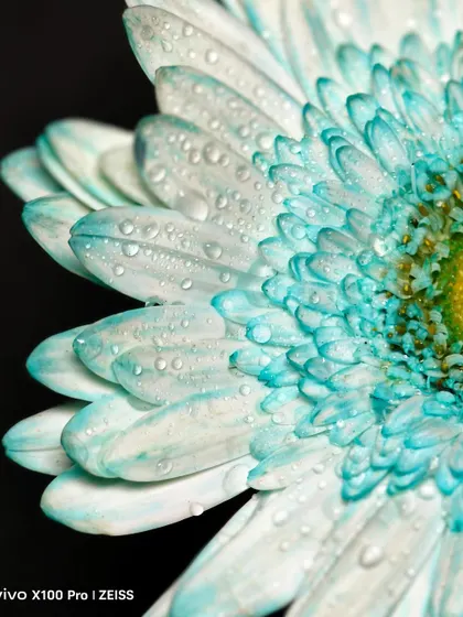 Another macro shot for the Vivo X100 Pro campaign, focusing on the texture of water droplets on petals. This demonstrates an eye for fine detail, perfect for brands that value precision and quality.