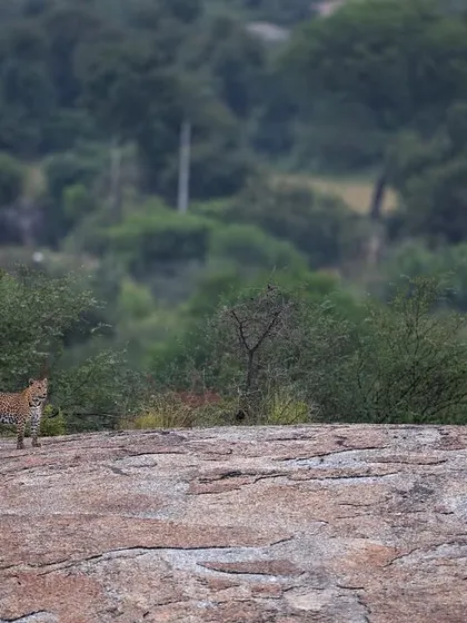 A wide, environmental shot showing a leopard in the vast, rocky landscape of Jawai. This "animal in its environment" style of photography is a major focus of my tours.