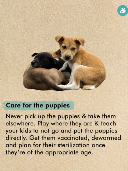 Caring for puppies in a community setting requires a specific approach. This guide advises on how to interact safely, the importance of vaccination and deworming, and planning for sterilization at the right age.