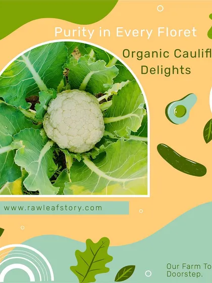 Look at this perfect head of organic cauliflower, grown right here on our farm. We believe in purity in every floret, delivering vegetables that are free from any harmful chemicals or pesticides.