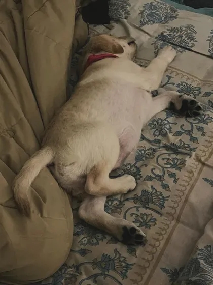 This little Labrador puppy is completely passed out after a long day of play. We make sure they have soft, comfy places to rest and recharge, just like our own beds.