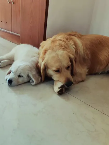 The bond between an older dog and a puppy is a special thing to watch. Chuppi was the best first friend my Zoey could have asked for.