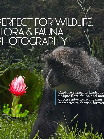 Kilimanjaro is perfect for wildlife, flora, and fauna photography. The trek takes you through diverse ecosystems where you can capture unique plants and animals, like this Blue Monkey.