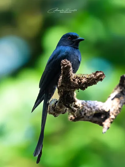 An Ashy Drongo, with its characteristic forked tail, perched against a bright green background. Its sleek, dark plumage has a subtle iridescence in the light.