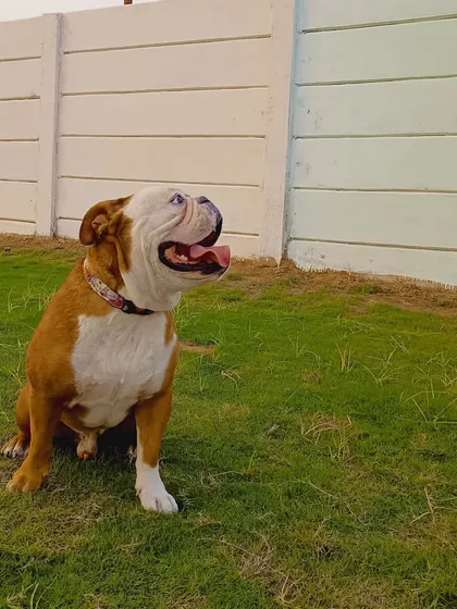 An English Bulldog enjoying the fresh air. We cater to the specific needs of all breeds, including those that prefer a more relaxed pace.