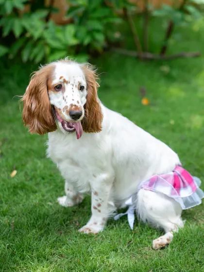 Luna sitting patiently in the grass, looking so pretty in her little skirt. We take our time during outdoor shoots to make sure your pet is comfortable and happy.