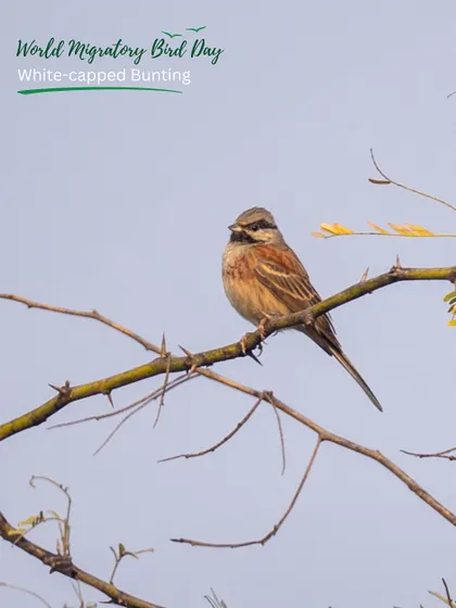 A White-capped Bunting, another winter visitor, captured at one of our sites. Restoring native habitats is crucial for supporting these incredible migratory journeys.
